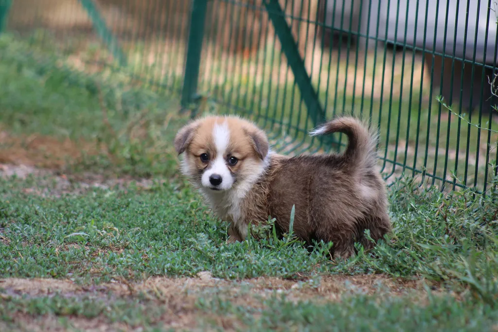 femelle welsh corgi pembroke couleur rouge et blanc