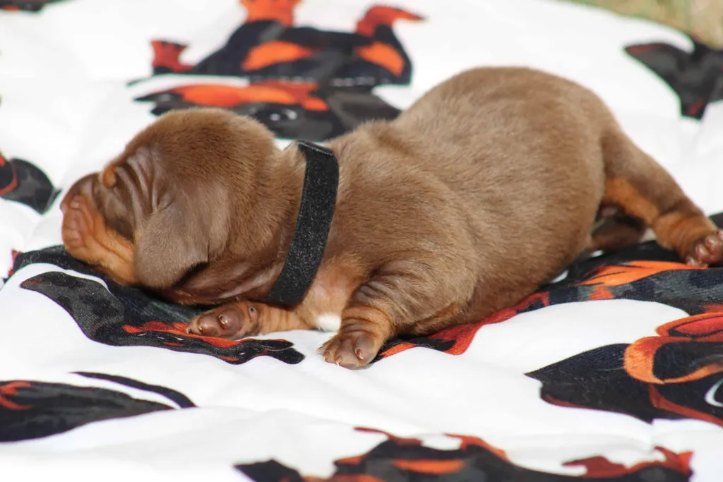 chiot teckel nain chocolat et tan disponible à la réservation
