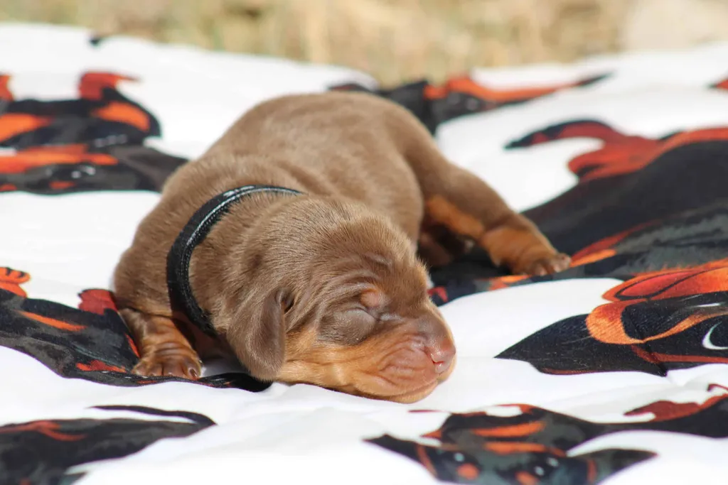 chiot teckel nain chocolat et tan disponible à la réservation