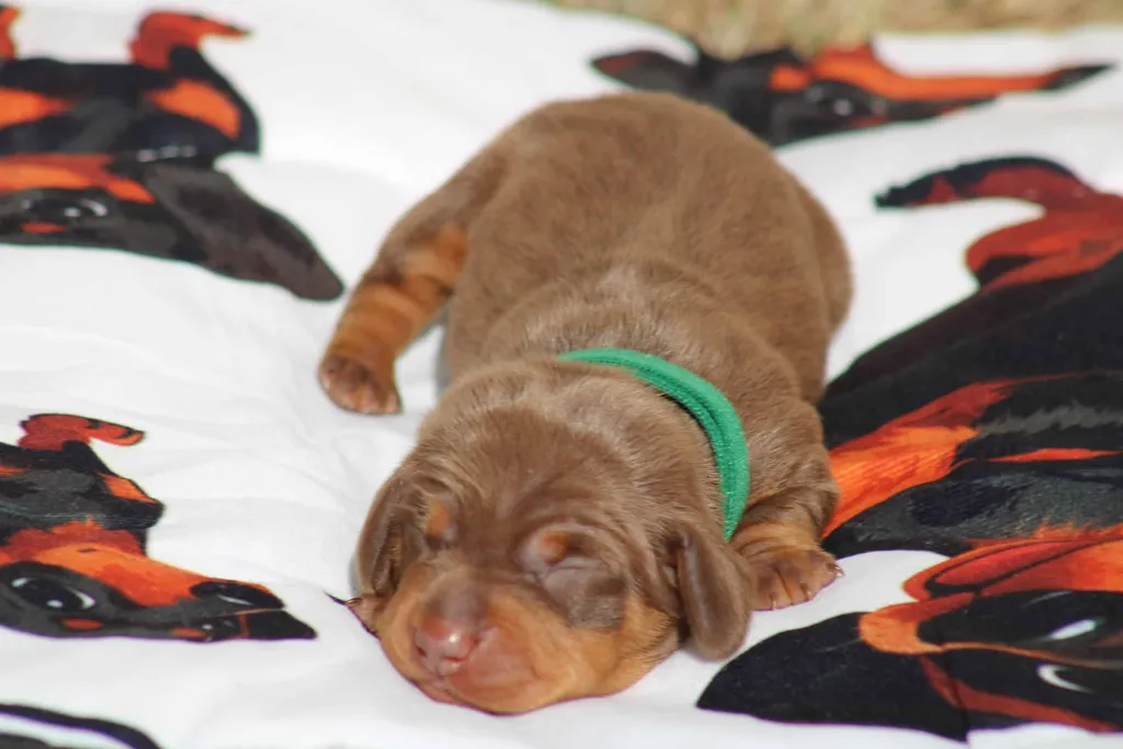 chiot teckel nain chocolat et tan disponible à la réservation