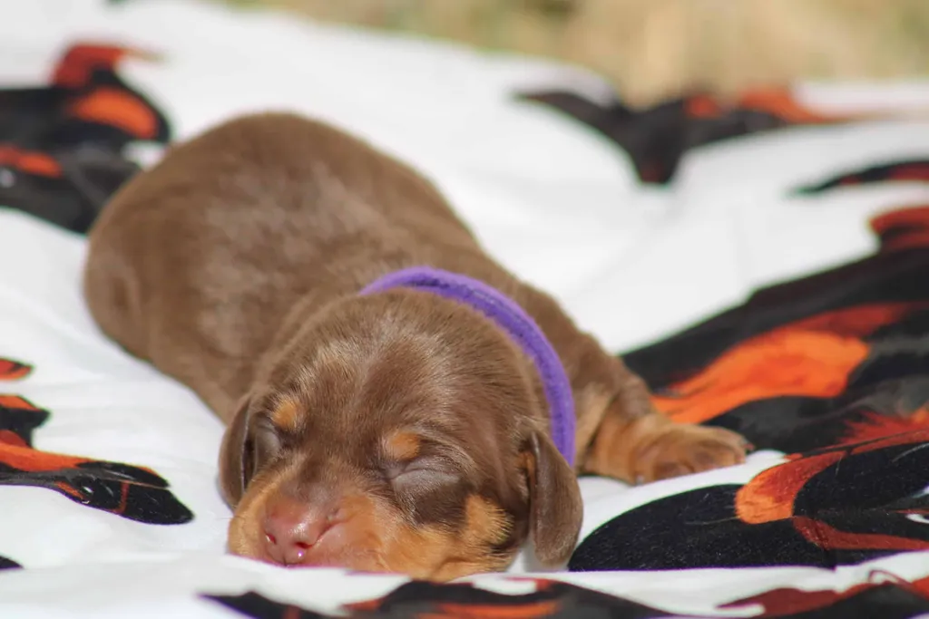 chiot teckel nain chocolat et tan disponible à la réservation