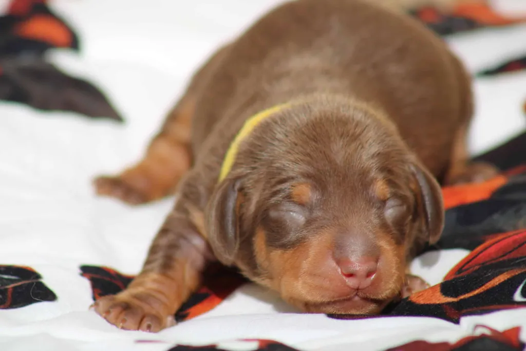 chiot femelle teckel nain chocolat et tan disponible à la réservation
