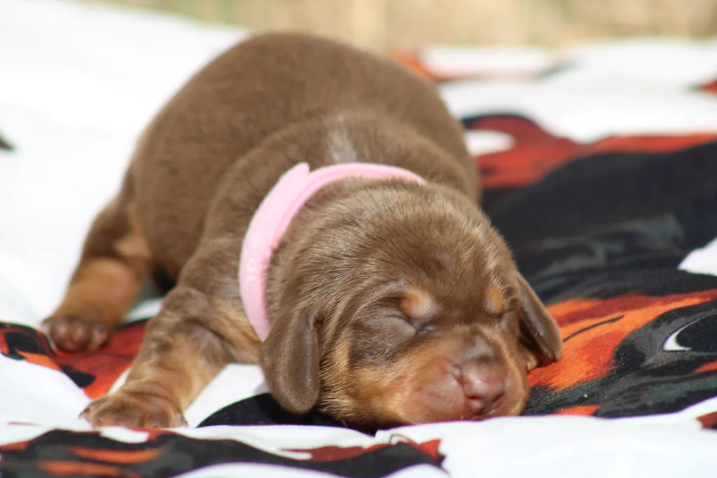 chiot femelle teckel nain chocolat et tan disponible à la réservation