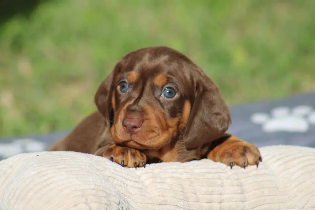 chiot femelle teckel nain chocolat et tan disponible à la réservation