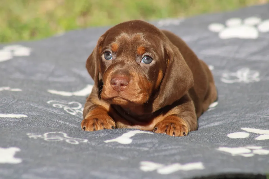 chiot mâle teckel nain chocolat et tan disponible à la réservation