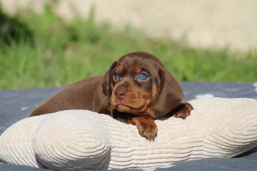 chiot mâle teckel nain chocolat et tan disponible à la réservation