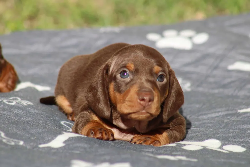 chiot femelle teckel nain chocolat et tan disponible à la réservation