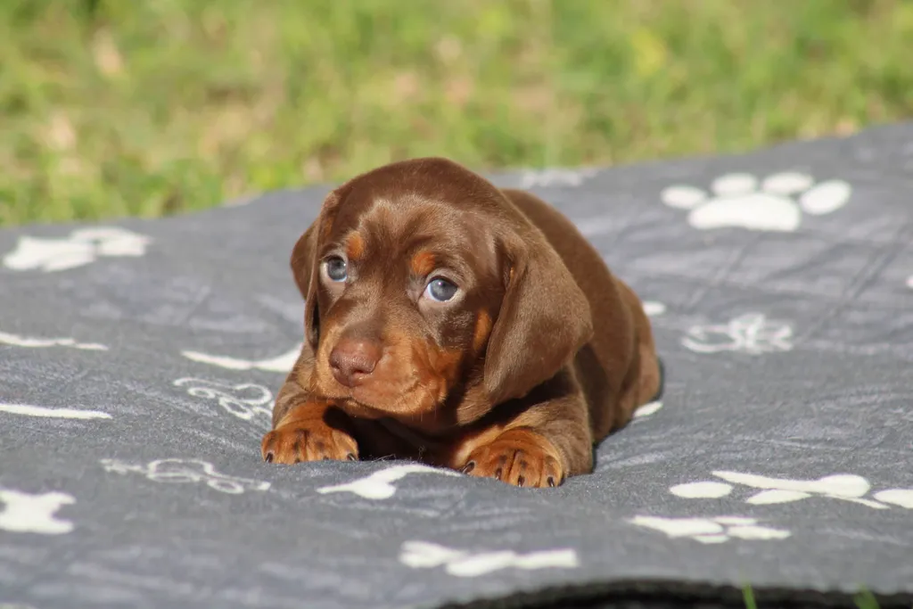 chiot teckel nain mâle couleur chocolat et tan disponible à la réservation