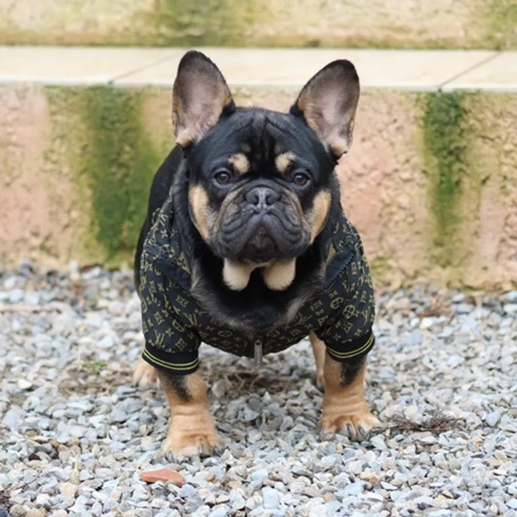 Male Bouledogue Français Black tan