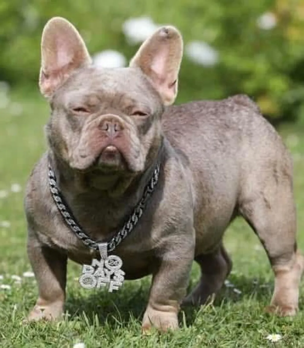 Mâle Bouledogue Français Lilas tan