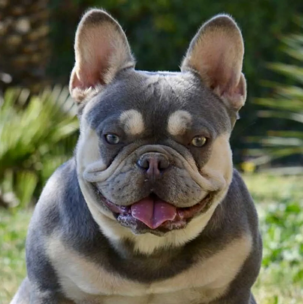 Femelle Bouledogue Français Lilas Tan