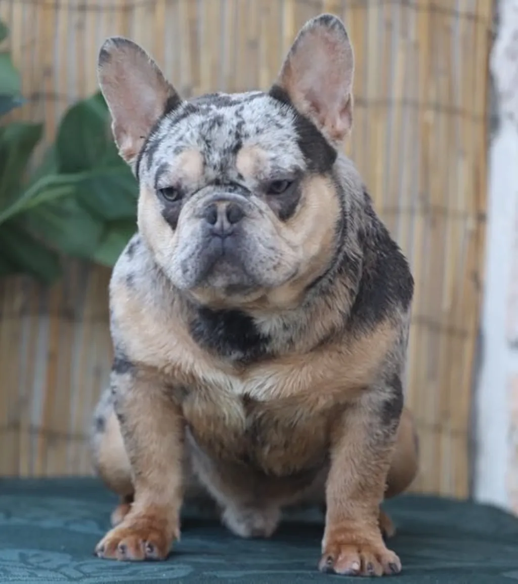 Mâle Bouledogue Français Bleu merle tan
