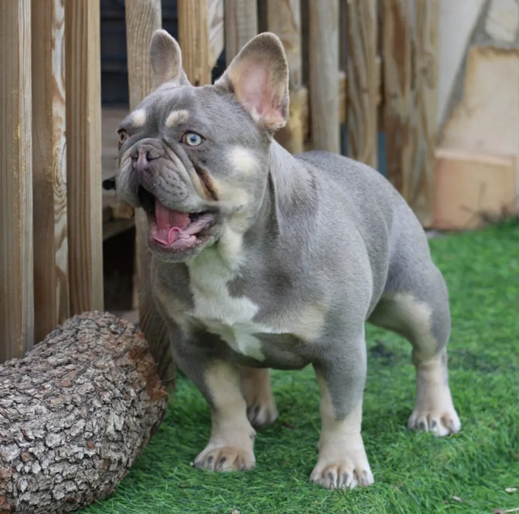 Femelle Bouledogue Français Lilac tan