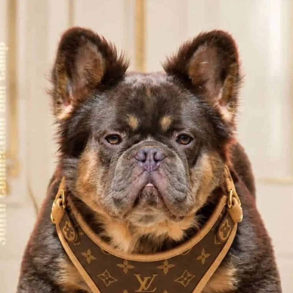 Photo de profil de Buffalo Bouledogue Français