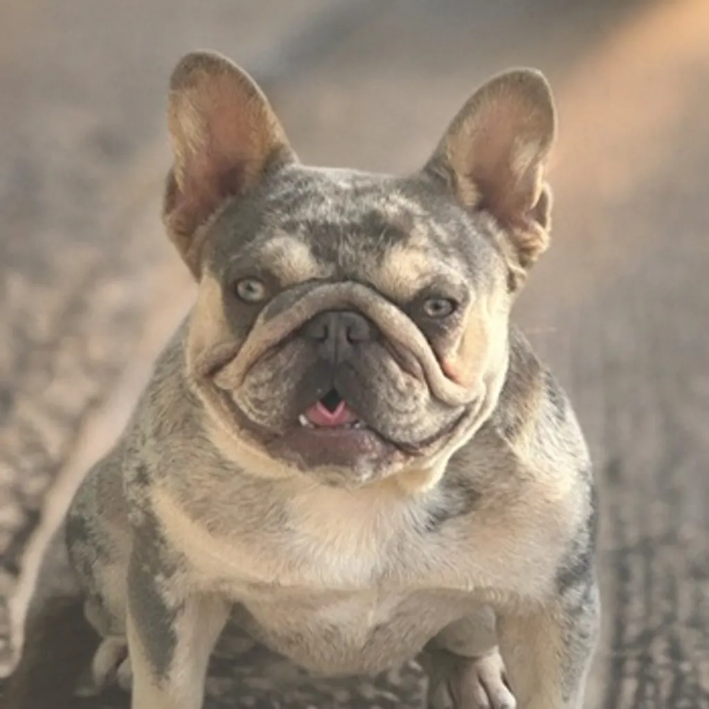 Femelle Bouledogue Français Lilas merle tan