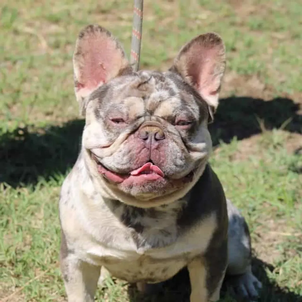 Mâle Bouledogue Français Lilas merle tan