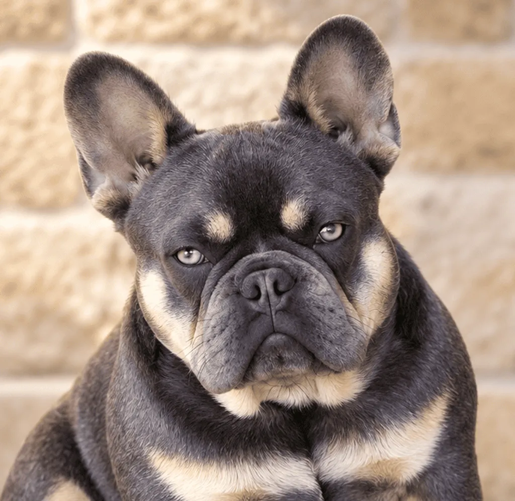Photo de profil de Jessie Bouledogue Français