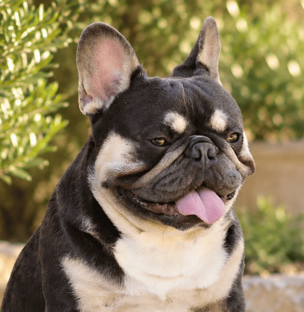 Photo de profil de Doudou Bouledogue Français