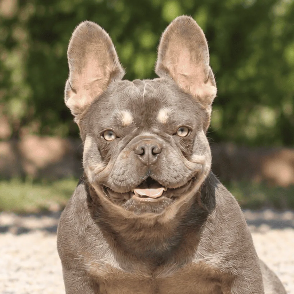 Photo de profil de Lilas Bouledogue Français