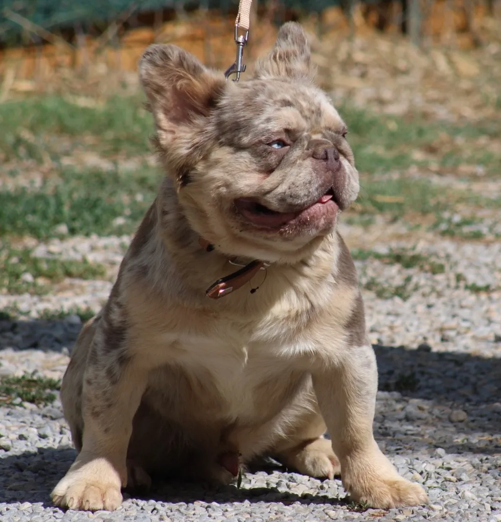 Male Bouledogue Français Lilas tan
