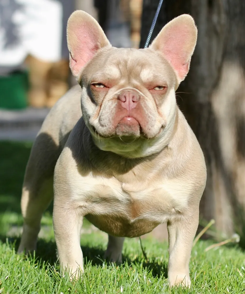 Femelle Bouledogue Français Isabella tan