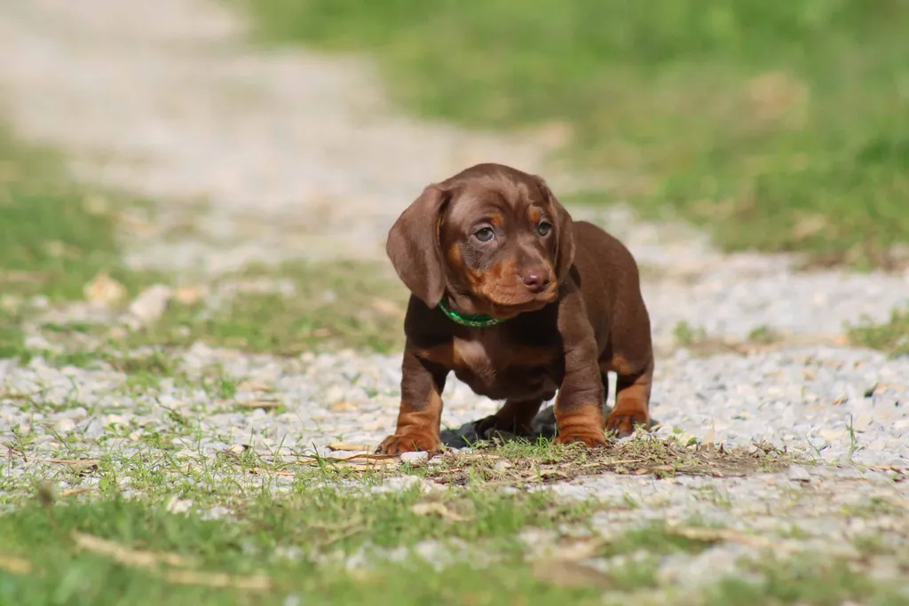 chiot mâle teckel nain chocolat et tan disponible à la réservation