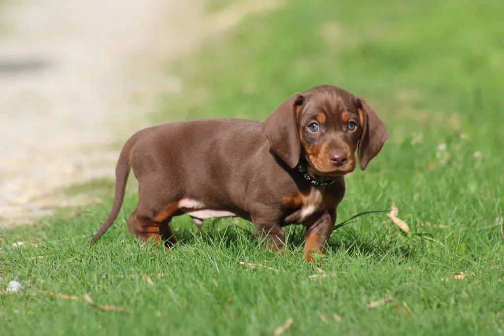 chiot mâle teckel nain chocolat et tan